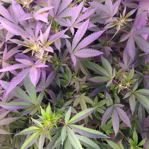 Wedding Cake 🍰 growlog timeline photo