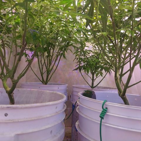 Wedding Cake 🍰 growlog timeline photo