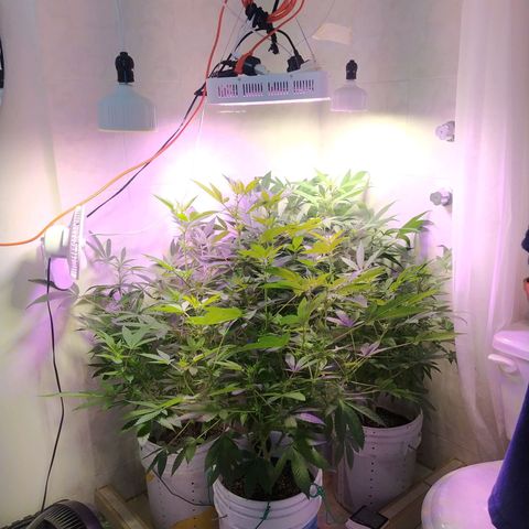 Wedding Cake 🍰 growlog timeline photo