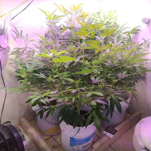 Wedding Cake 🍰 growlog timeline photo