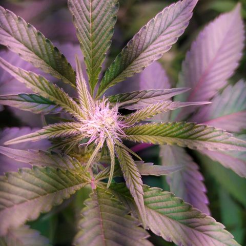 Wedding Cake 🍰 growlog timeline photo