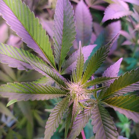 Wedding Cake 🍰 growlog timeline photo