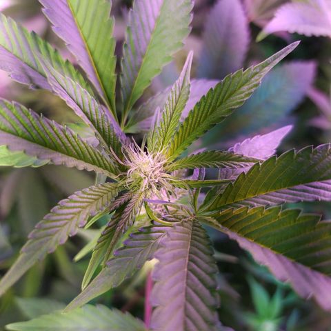Wedding Cake 🍰 growlog timeline photo