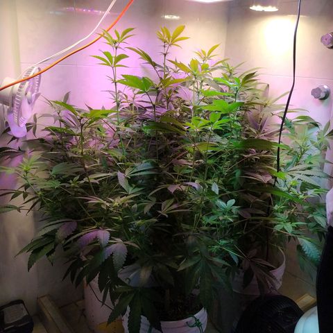 Wedding Cake 🍰 growlog timeline photo