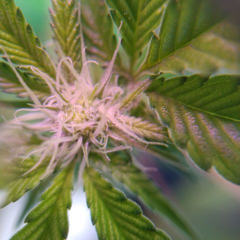 Wedding Cake 🍰 growlog timeline photo