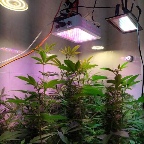 Wedding Cake 🍰 growlog timeline photo
