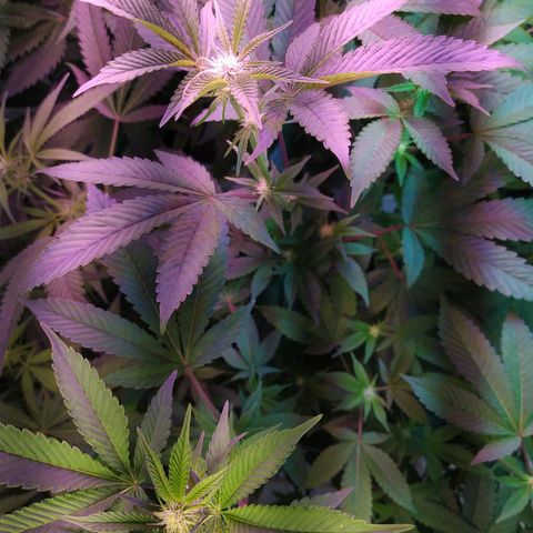 Wedding Cake 🍰 growlog timeline photo
