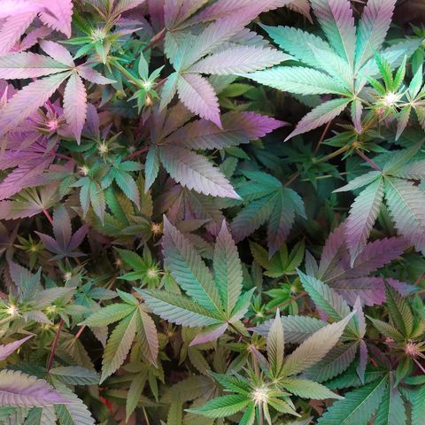 Wedding Cake 🍰 growlog timeline photo