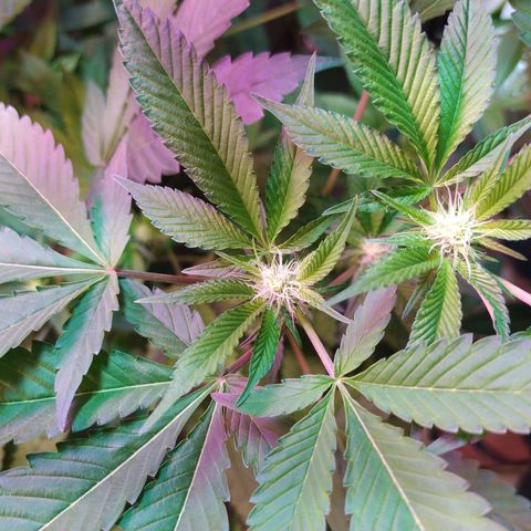 Wedding Cake 🍰 growlog timeline photo