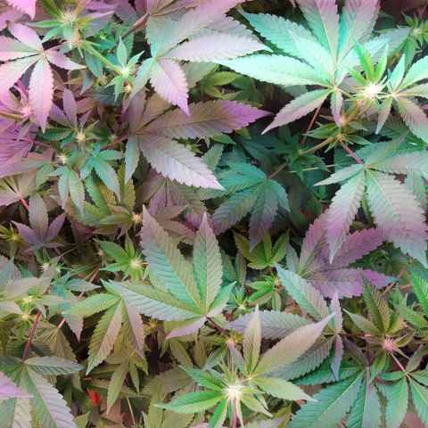 Wedding Cake 🍰 growlog timeline photo