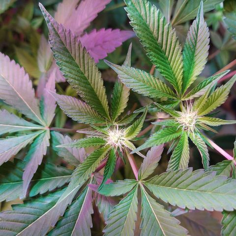 Wedding Cake 🍰 growlog timeline photo