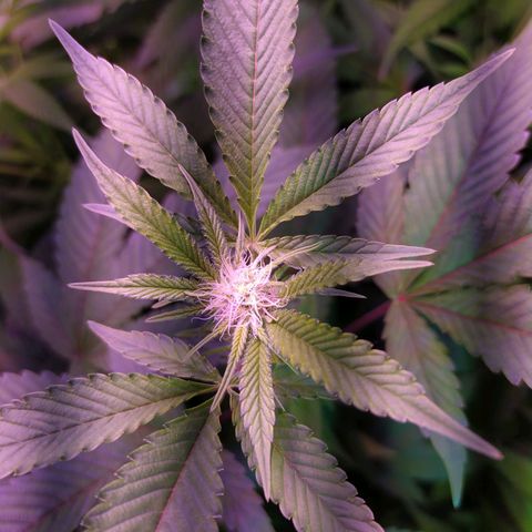 Wedding Cake 🍰 growlog timeline photo