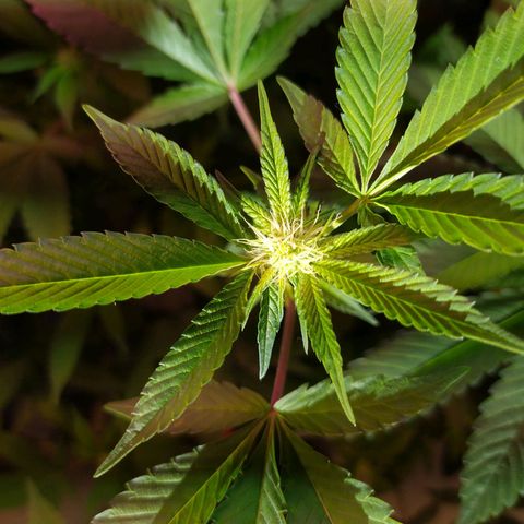 Wedding Cake 🍰 growlog timeline photo