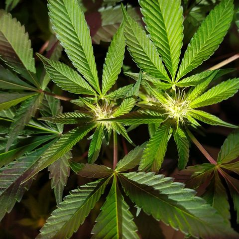 Wedding Cake 🍰 growlog timeline photo