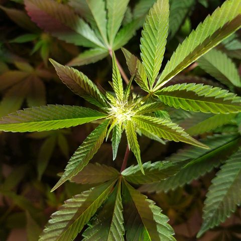 Wedding Cake 🍰 growlog timeline photo