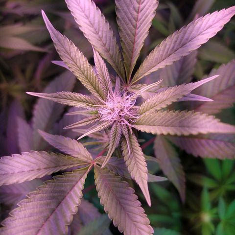 Wedding Cake 🍰 growlog timeline photo