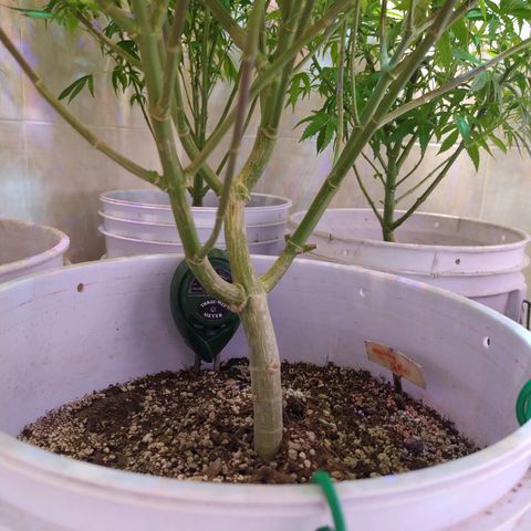 Wedding Cake 🍰 growlog timeline photo