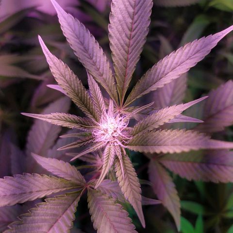 Wedding Cake 🍰 growlog timeline photo
