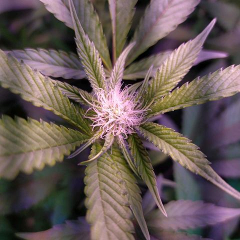 Wedding Cake 🍰 growlog timeline photo