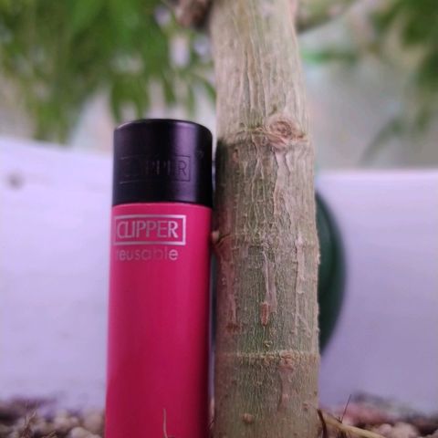 Wedding Cake 🍰 growlog photo: Stems