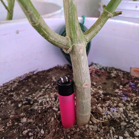 Wedding Cake 🍰 growlog photo: Stems