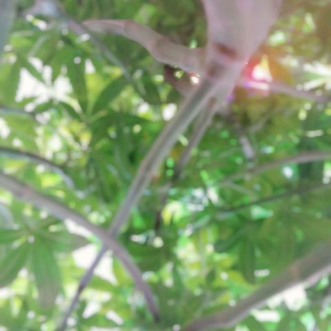 Wedding Cake 🍰 growlog photo: Stems
