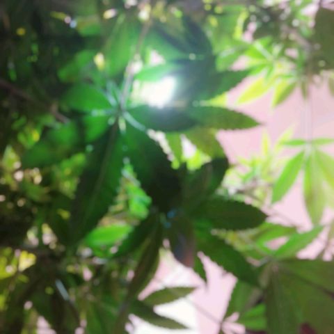 Wedding Cake 🍰 growlog photo: Stems