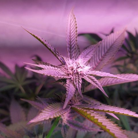 Wedding Cake 🍰 growlog timeline photo