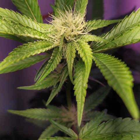 Wedding Cake 🍰 growlog timeline photo