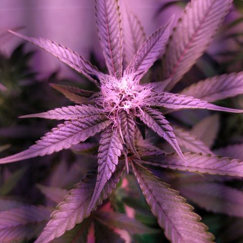 Wedding Cake 🍰 growlog timeline photo