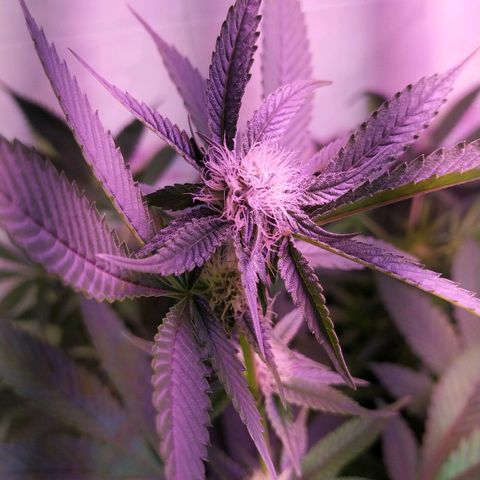 Wedding Cake 🍰 growlog timeline photo