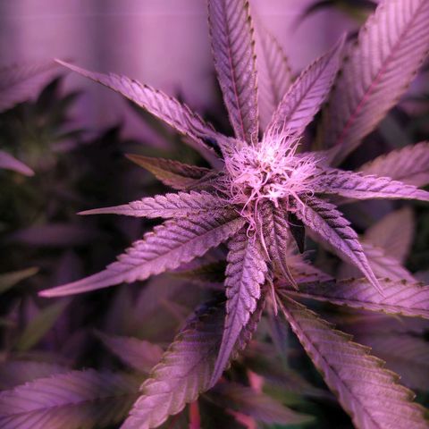 Wedding Cake 🍰 growlog timeline photo