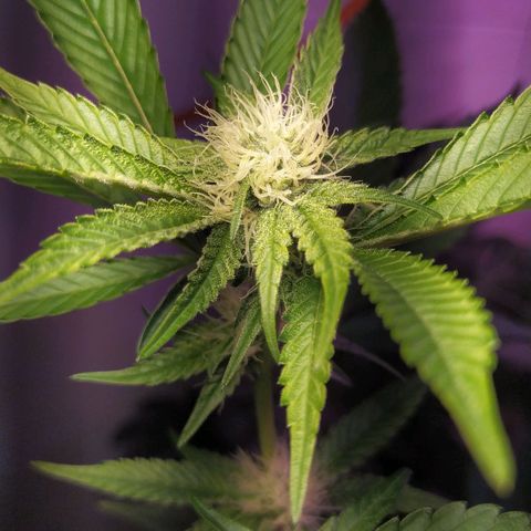 Wedding Cake 🍰 growlog timeline photo
