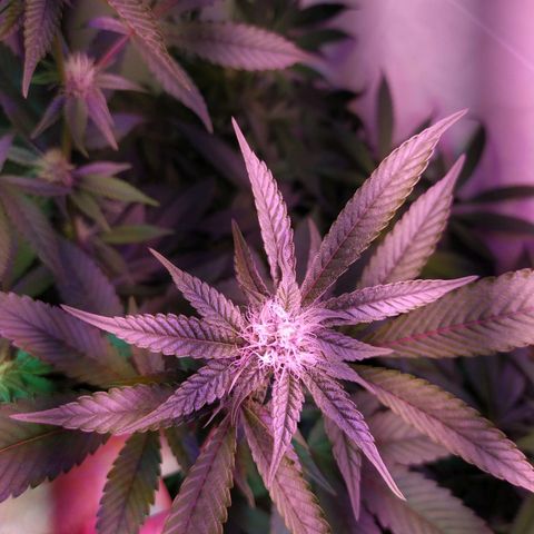 Wedding Cake 🍰 growlog timeline photo