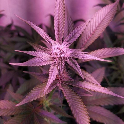 Wedding Cake 🍰 growlog timeline photo