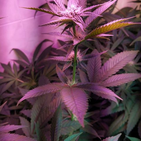 Wedding Cake 🍰 growlog timeline photo
