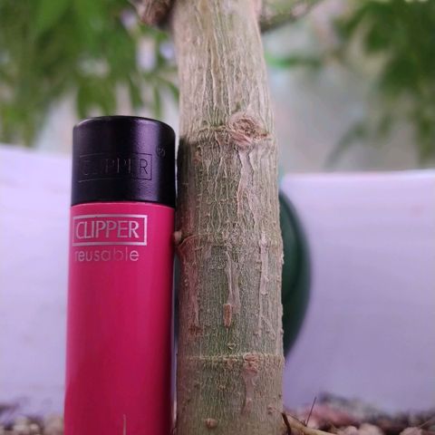 Wedding Cake 🍰 growlog photo: Stems