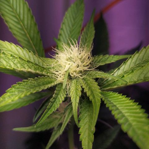 Wedding Cake 🍰 growlog timeline photo
