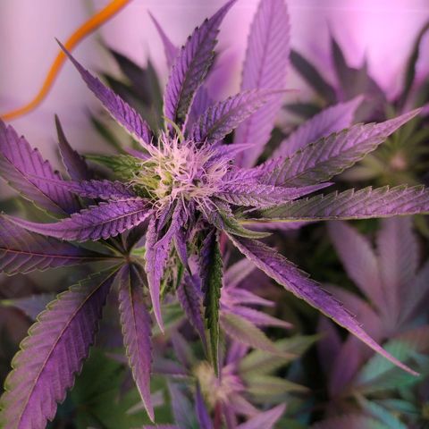 Wedding Cake 🍰 growlog timeline photo