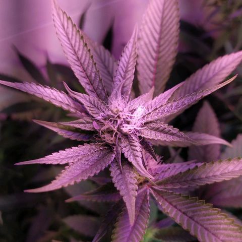 Wedding Cake 🍰 growlog timeline photo