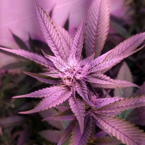 Wedding Cake 🍰 growlog timeline photo