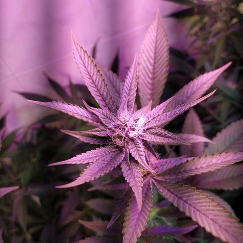 Wedding Cake 🍰 growlog timeline photo