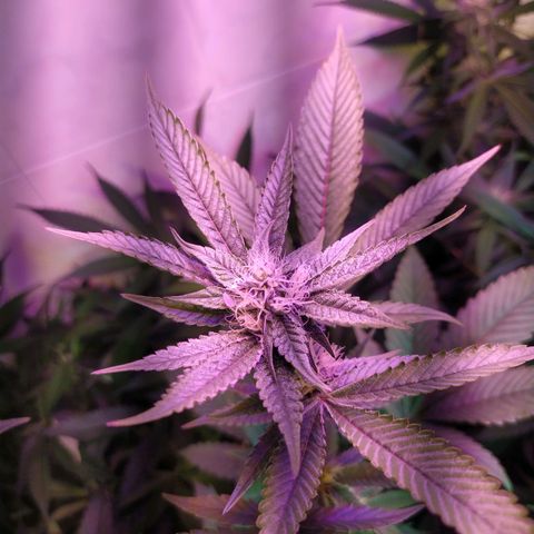 Wedding Cake 🍰 growlog timeline photo