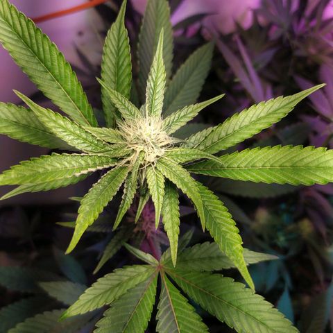 Wedding Cake 🍰 growlog timeline photo