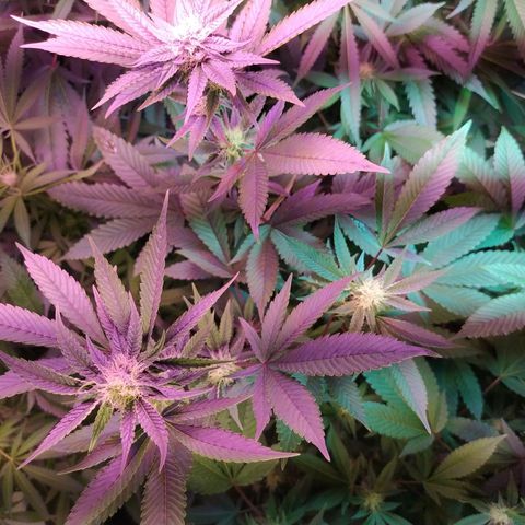 Wedding Cake 🍰 growlog timeline photo