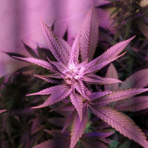 Wedding Cake 🍰 growlog timeline photo