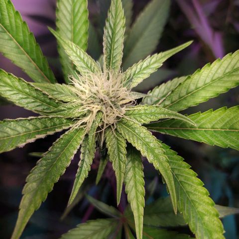 Wedding Cake 🍰 growlog timeline photo