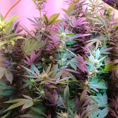 Wedding Cake 🍰 growlog timeline photo