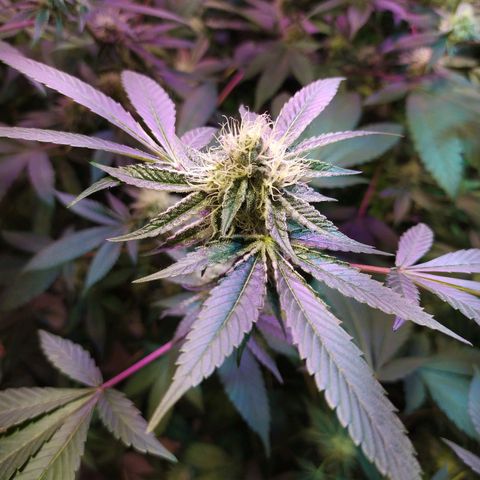 Wedding Cake 🍰 growlog timeline photo