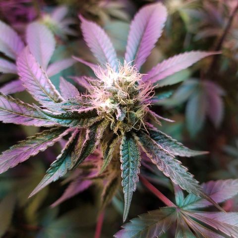 Wedding Cake 🍰 growlog timeline photo